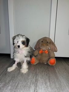 Brown Veterinary Clinic photo 38