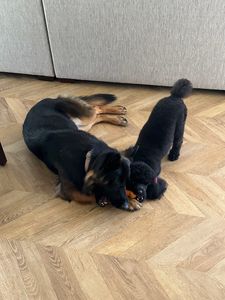 Brown Veterinary Clinic photo 39