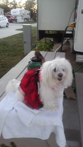 Brown Veterinary Clinic photo 42