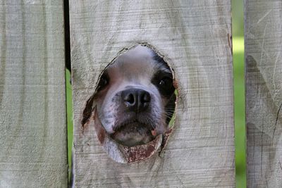 Naples Dog Center & Salon