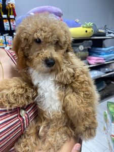 Petland Naples photo 6