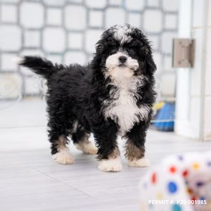 Petland Naples photo 8
