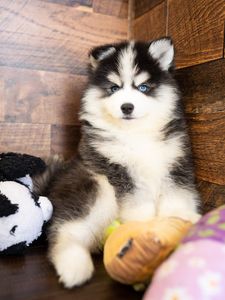 Petland Naples photo 12