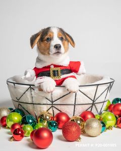 Petland Naples photo 13