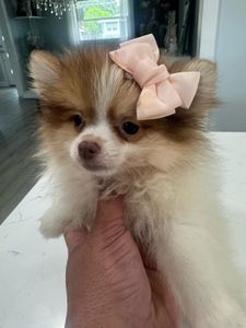 Petland Naples photo 14