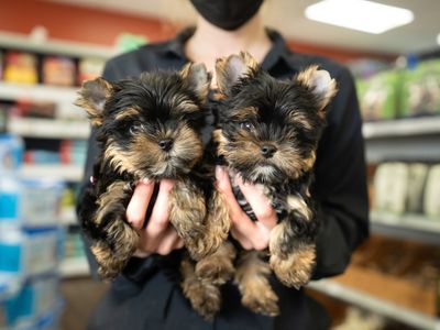 Petland Naples photo 15