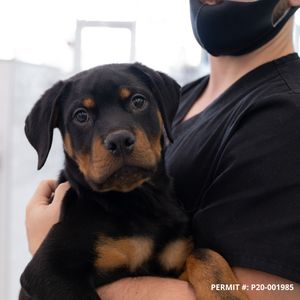 Petland Naples photo 17