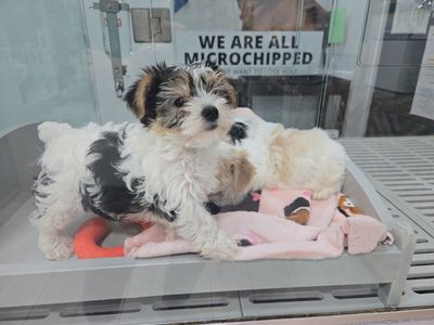 Petland Naples photo 18