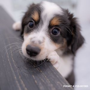 Petland Naples photo 19