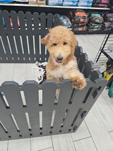 Petland Naples photo 23