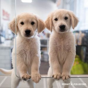 Petland Naples photo 28