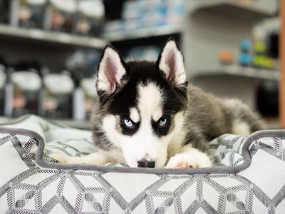 Petland Naples photo 29