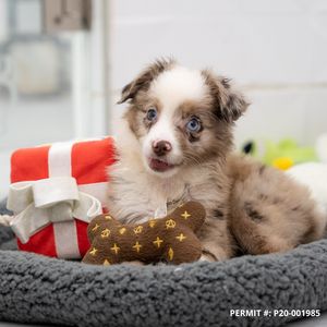 Petland Naples photo 30