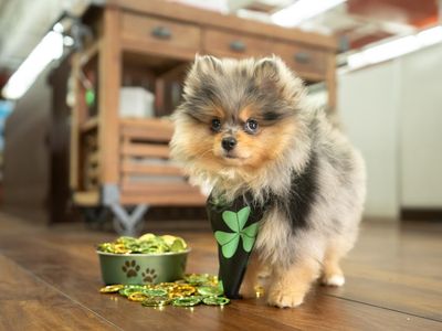 Petland Naples photo 31