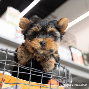 Petland Naples photo 32