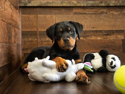 Petland Naples photo 35