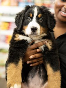 Petland Naples photo 37