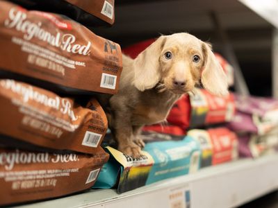 Petland Naples photo 38
