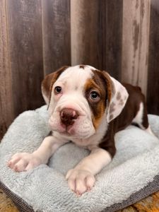 Petland Naples photo 39