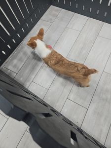 Petland Naples photo 40