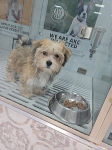 Petland Naples photo 43