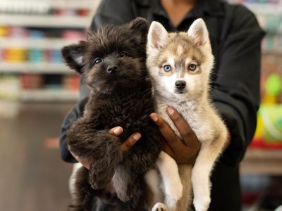 Petland Naples photo 44