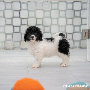 Petland Naples photo 45