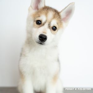 Petland Naples photo 46