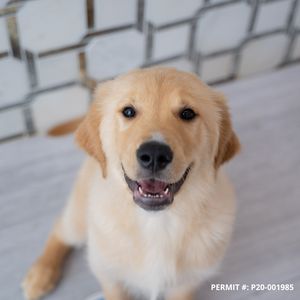 Petland Naples photo 47
