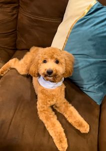 Custom Grooming photo 4