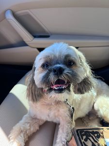 Custom Grooming photo 23