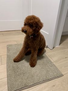 Topcoat ‘n Tails Inc