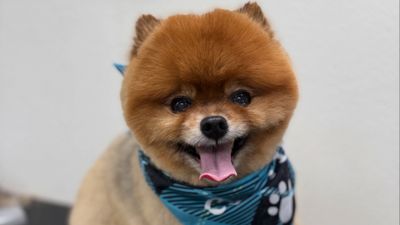 Aussie Pet Mobile of North Central Naples and Bonita Springs