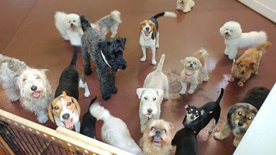 Pet Paradise Naples photo 4