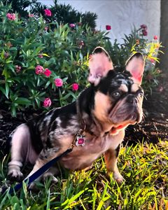 Pet Paradise Naples photo 6