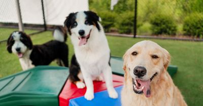 Pet Paradise Naples photo 8