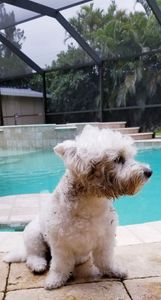 Pet Paradise Naples photo 9