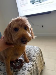 Pet Paradise Naples photo 10