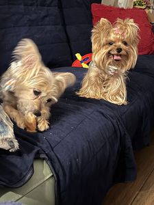 Pet Paradise Naples photo 13