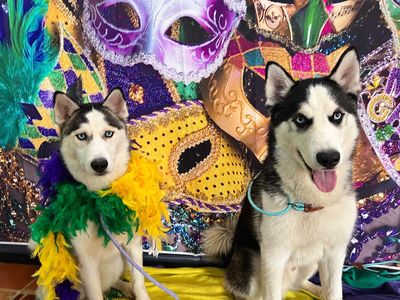 Pet Paradise Naples photo 14