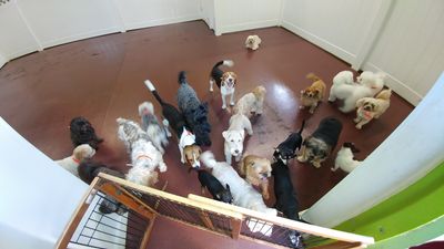 Pet Paradise Naples photo 15