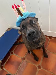 Pet Paradise Naples photo 16