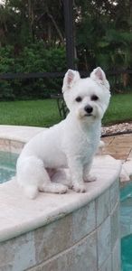 Pet Paradise Naples photo 17