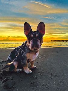 Pet Paradise Naples photo 19