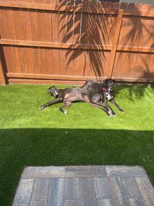 Pet Paradise Naples photo 20