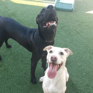 Pet Paradise Naples photo 21