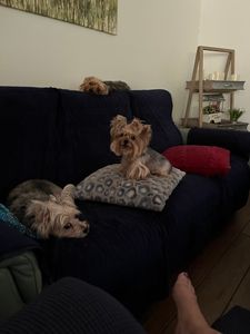 Pet Paradise Naples photo 22