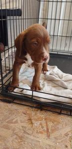 Pet Paradise Naples photo 25