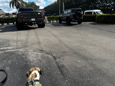 Pet Paradise Naples photo 26