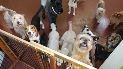 Pet Paradise Naples photo 28